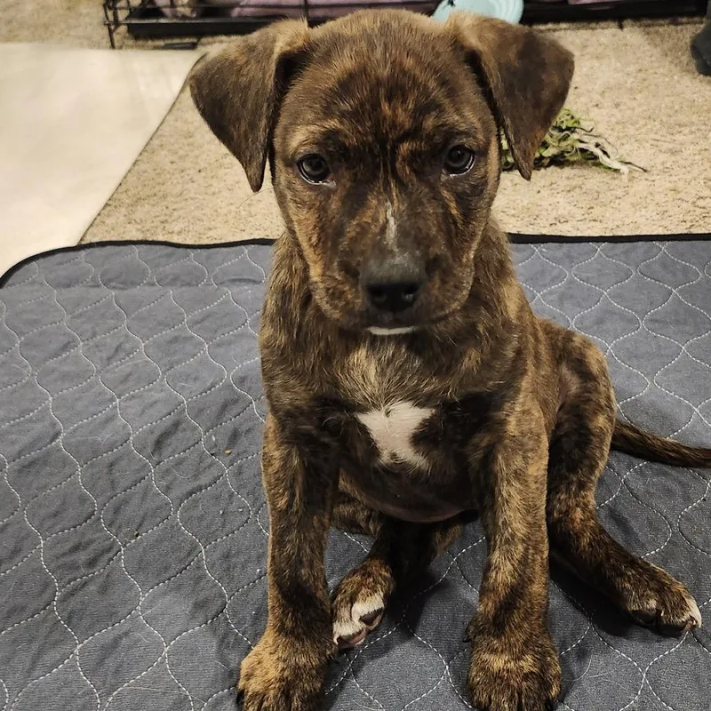 Cerulean thumbnail 3