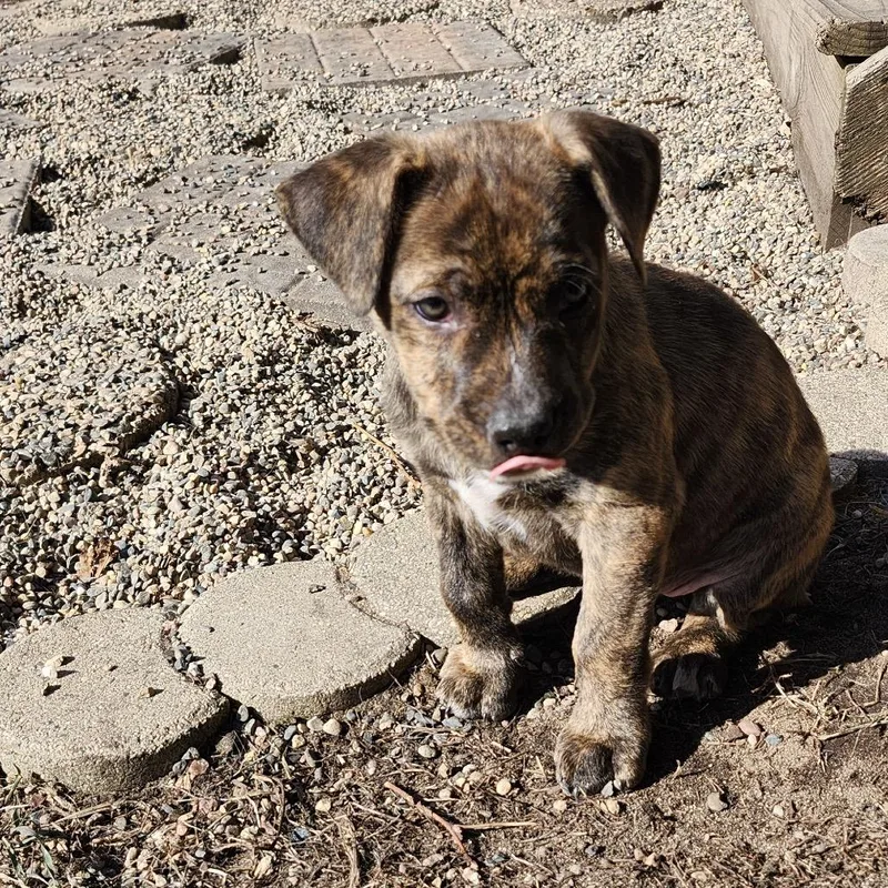 Cerulean thumbnail 4