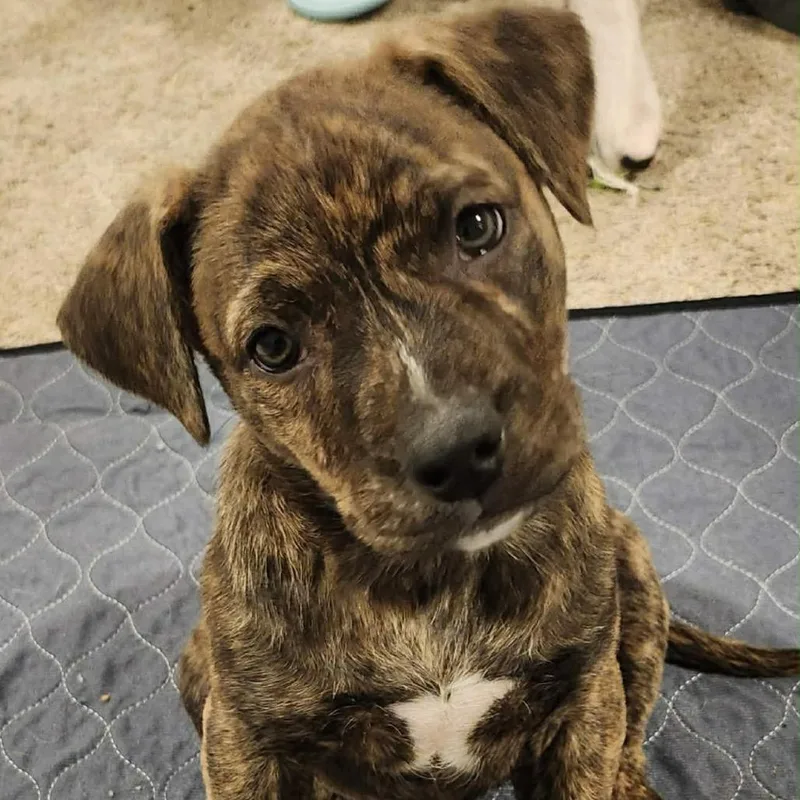 Cerulean thumbnail 5