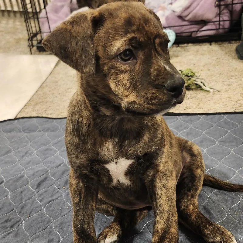 Cerulean thumbnail 6