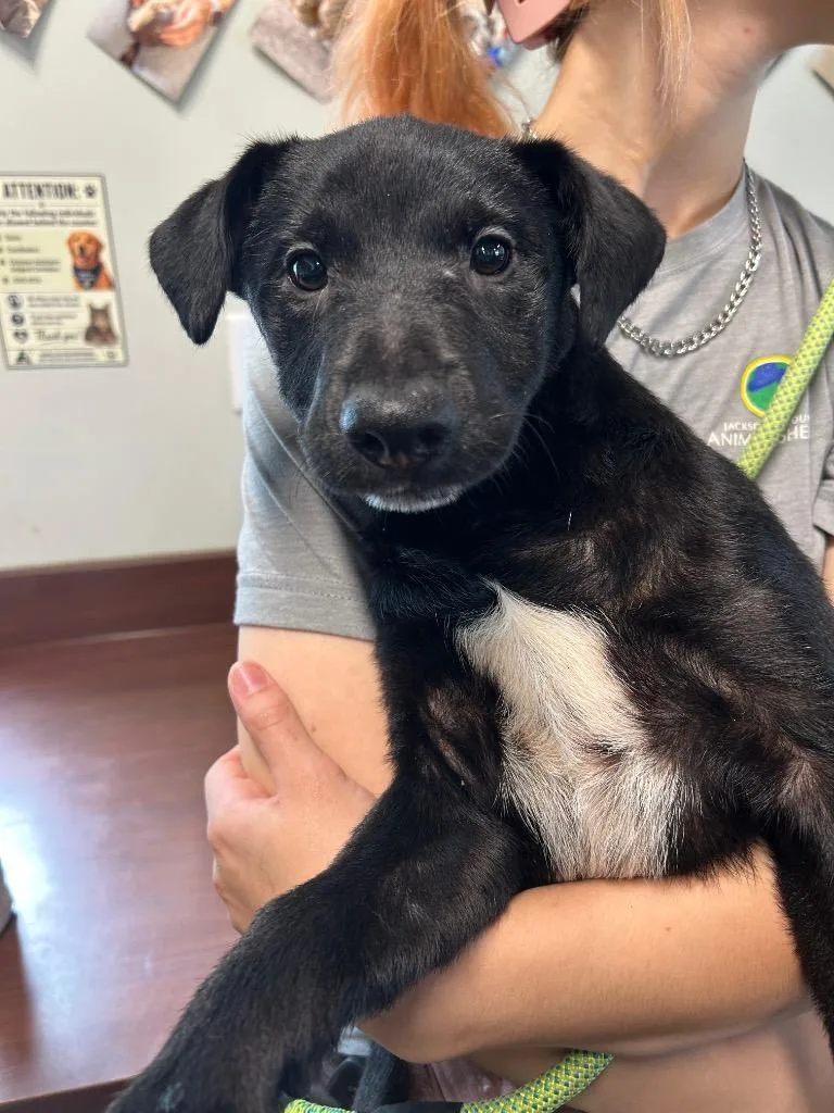 A baby medium-sized male Labrador Retriever dog named Gunter for adoption in Gautier, MS
