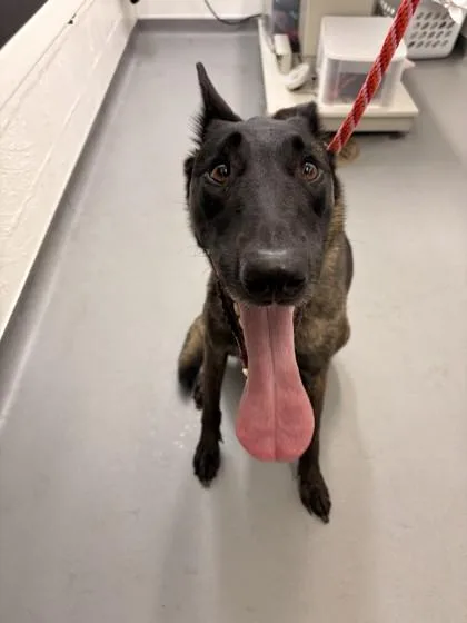 An adult large-sized female Belgian Shepherd / Malinois dog named Aspyn for adoption in Seattle, WA