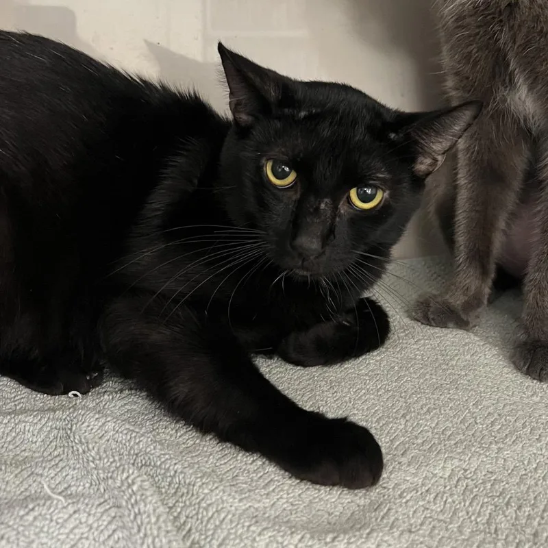 An adult medium-sized male Black Domestic Short Hair cat named Dante for adoption in Fairport, NY