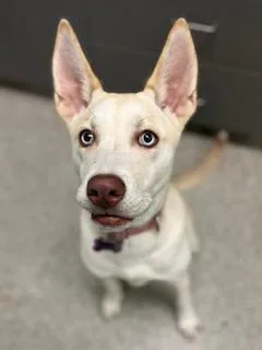 Penny