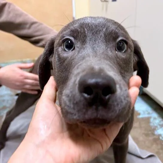 A young medium-sized male Gray / Blue / Silver American Staffordshire Terrier dog named Braeburn for adoption in Woodinville, WA