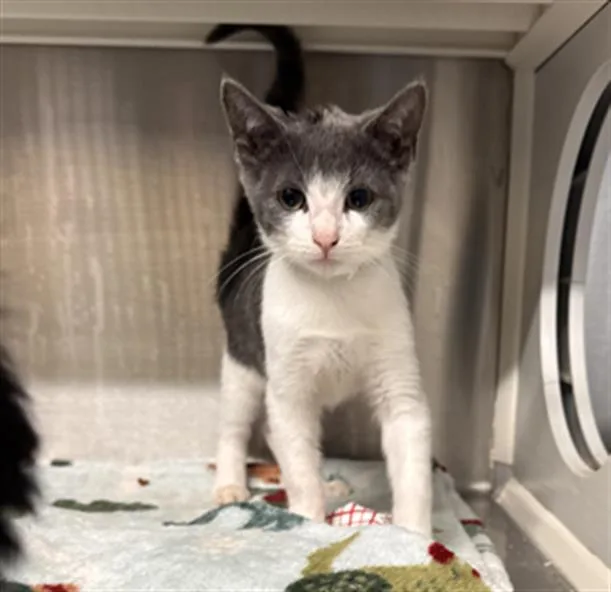 A baby medium-sized female Domestic Short Hair cat named Shelby for adoption in Tustin, CA