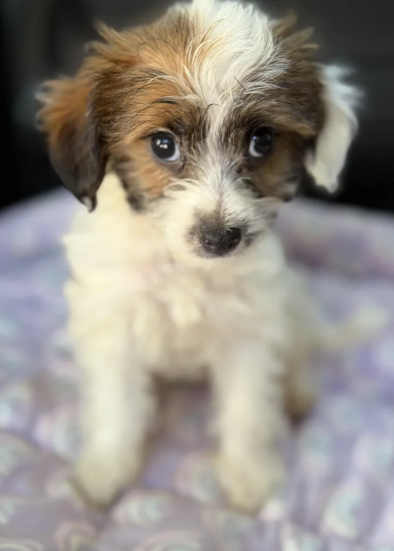 A baby small-sized female Shih Tzu dog named Teddi for adoption in Yuba City, CA