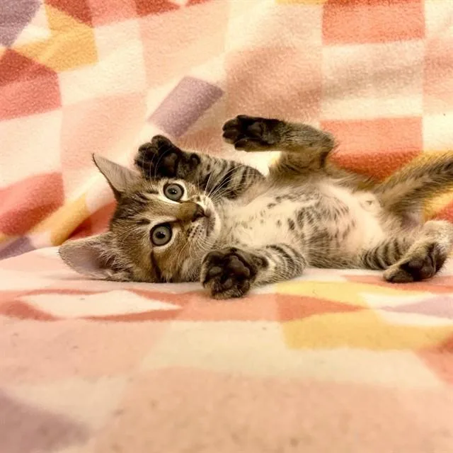 A baby small-sized male Domestic Short Hair cat named Jumble for adoption in Tallahassee, FL