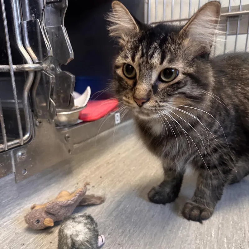 A young medium-sized male Domestic Medium Hair cat named Oliver for adoption in Columbia Station, OH