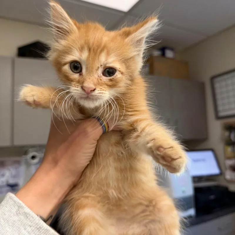 A baby small-sized male Domestic Medium Hair cat named Sebastian for adoption in Red House, WV