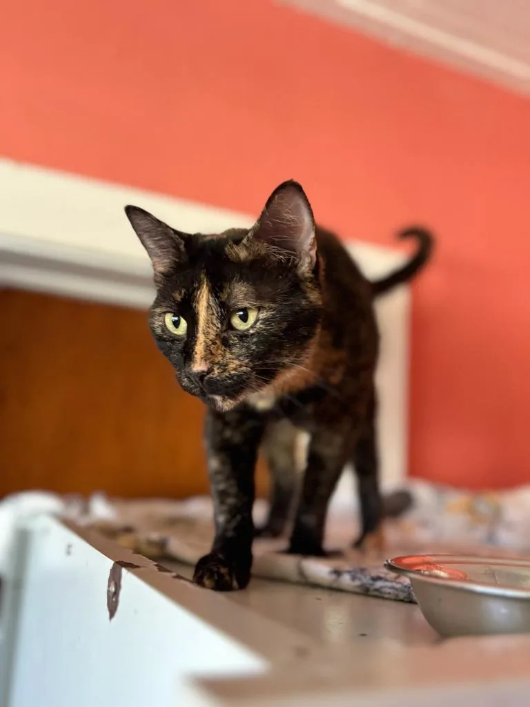 A young medium-sized female Domestic Short Hair cat named Tina for adoption in Marianna, FL
