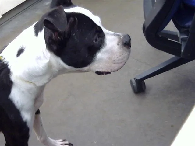 An adult medium-sized female Mixed Breed dog named Oreo for adoption in Dallas, TX