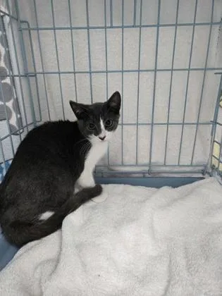 A baby small-sized male Domestic Short Hair cat named Scotty for adoption in Gainesville, FL