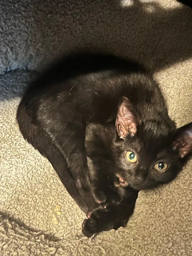 A young medium-sized male Domestic Short Hair cat named Jacob for adoption in Wilmington, NC