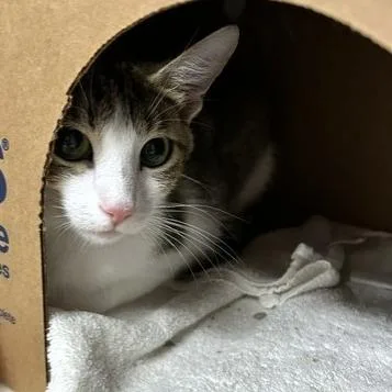 A young medium-sized female Brown / Chocolate Domestic Short Hair cat named Squirrely for adoption in Novelty, OH