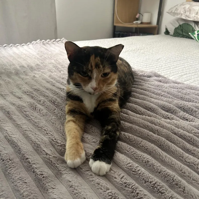 Pepper thumbnail 2