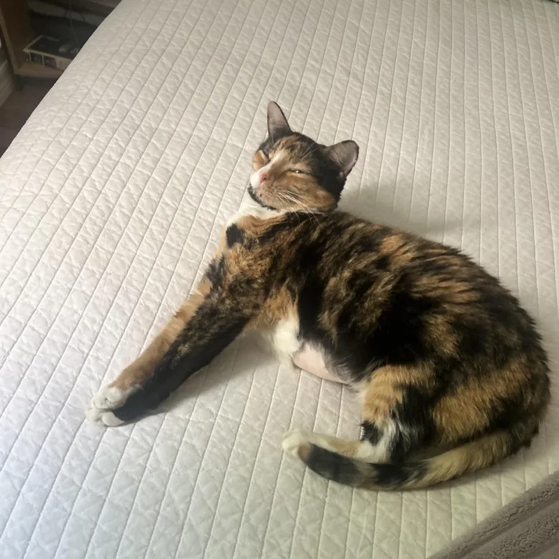 Pepper thumbnail 3