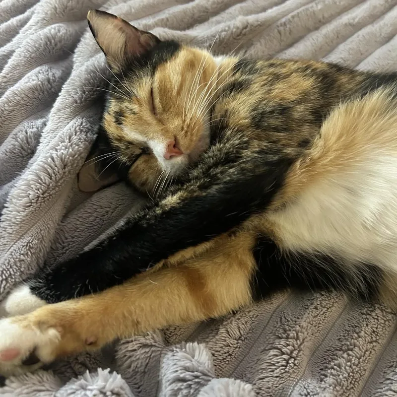 Pepper thumbnail 4