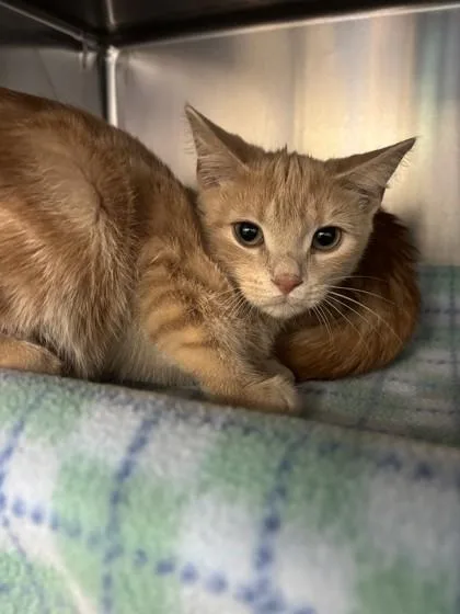 A young small-sized male Domestic Short Hair cat named Marshmallow for adoption in Scotia, NY