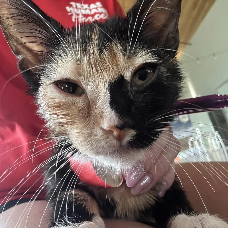 A baby small-sized female Brown / Chocolate Domestic Short Hair cat named Smudge for adoption in Leander, TX