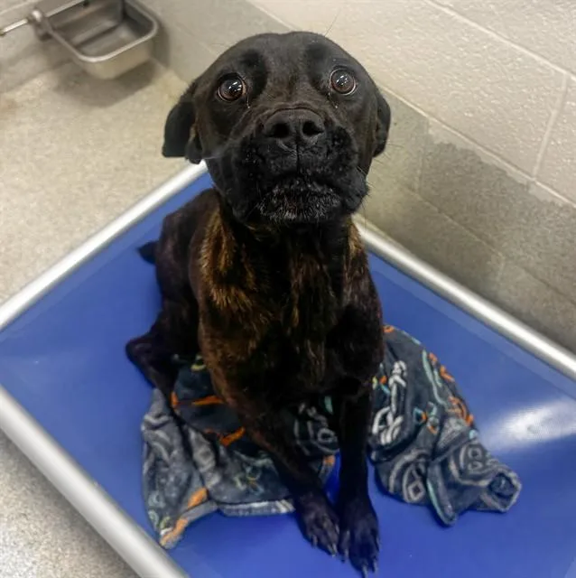A young medium-sized female Cane Corso dog named Maze for adoption in Statesville, NC