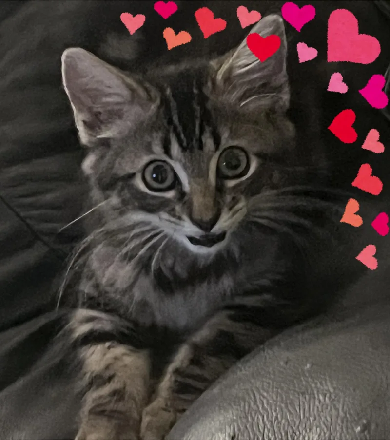 A baby medium-sized male Tabby (Tiger Striped) Domestic Medium Hair cat named Timber for adoption in Orlando, FL