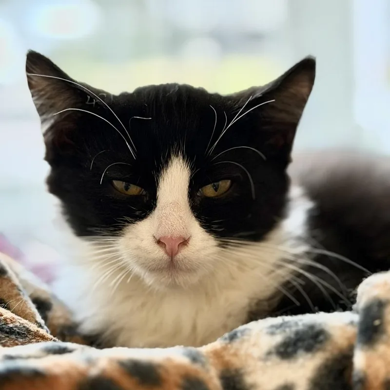 A baby small-sized male Black Domestic Short Hair cat named Oogie Boogie for adoption in Gloucester, VA