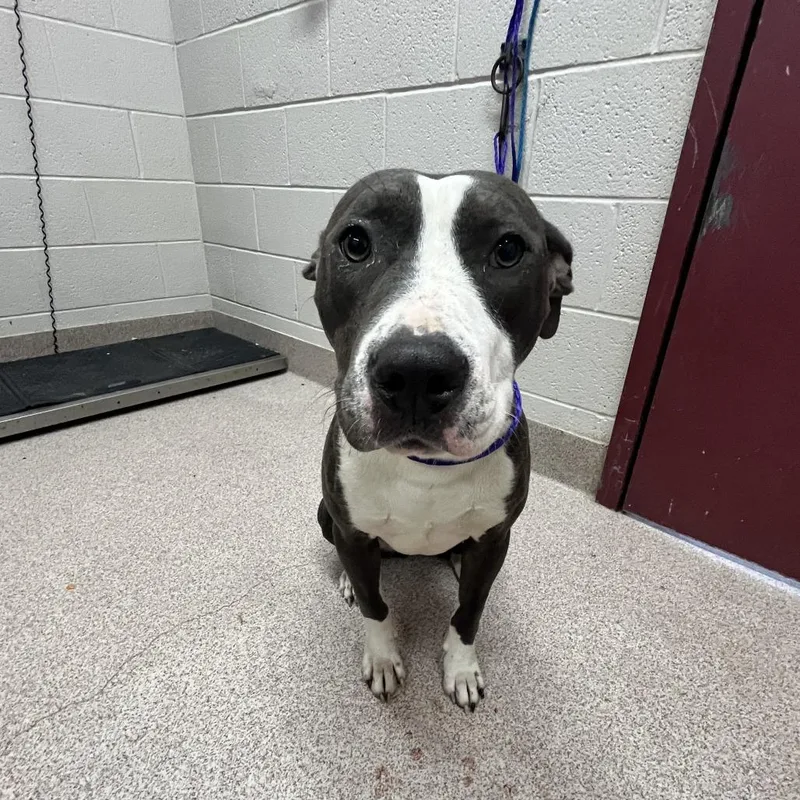 A young medium-sized female Gray / Blue / Silver Pit Bull Terrier dog named Amelia Rose for adoption in Ardmore, OK