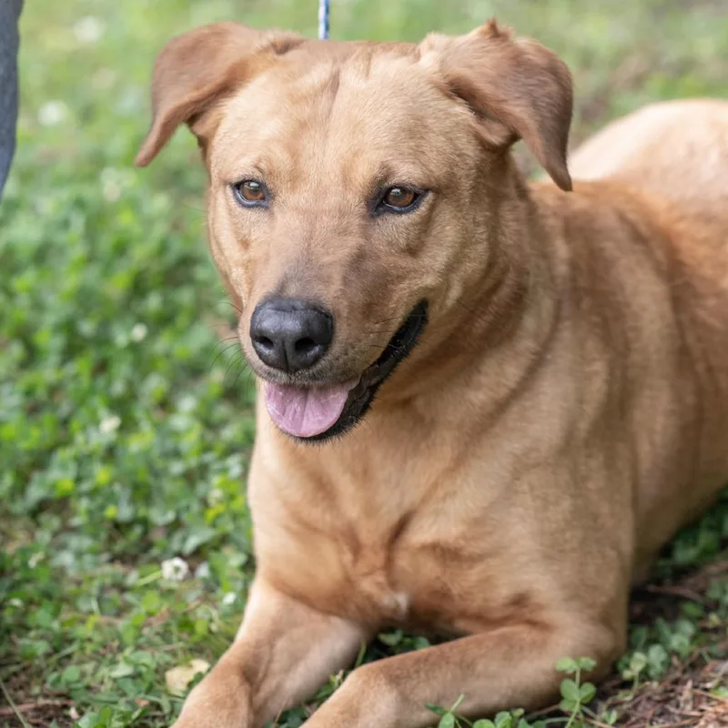 An adult medium-sized female Golden Labrador Retriever dog named Rachel for adoption in Bartlett, TN
