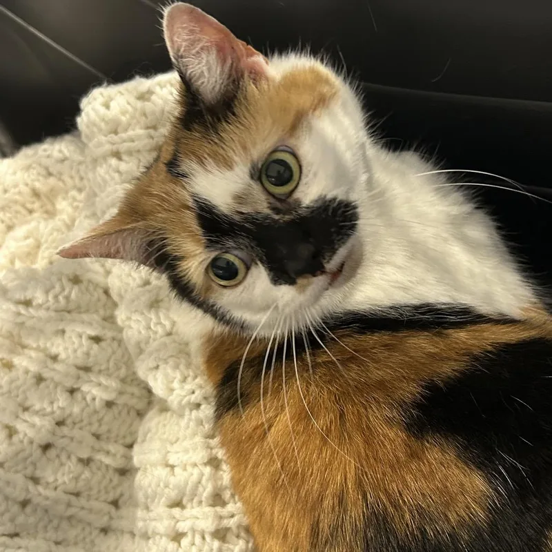 A baby medium-sized female Calico Domestic Short Hair cat named Erica Aka Shampoo for adoption in Newark, NJ