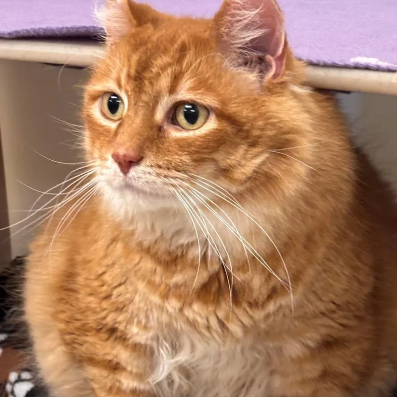Oscar