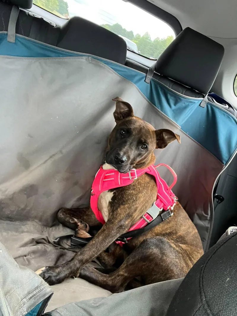 An adult medium-sized female American Staffordshire Terrier dog named Millie Jae for adoption in Holly Springs, NC