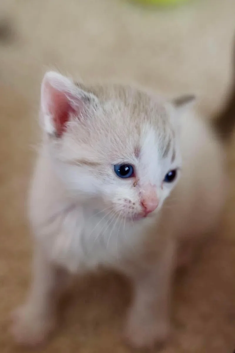 A baby medium-sized female Domestic Short Hair cat named Butter for adoption in Duluth, MN
