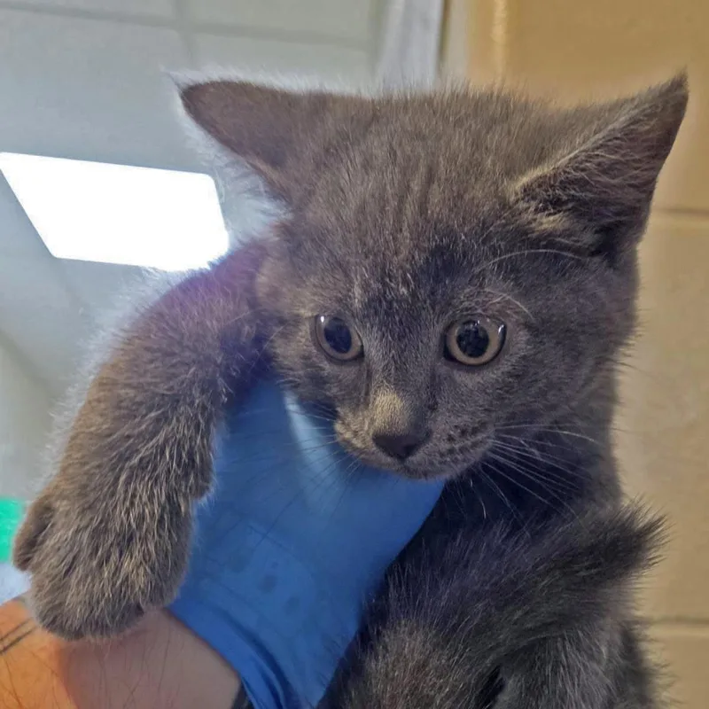 A baby small-sized female Domestic Short Hair cat named Fantine for adoption in Plover, WI