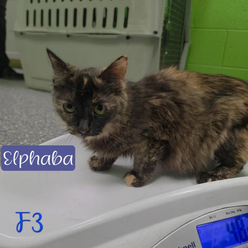 An adult medium-sized female Tortoiseshell Domestic Short Hair cat named Elphaba for adoption in Parkersburg, WV