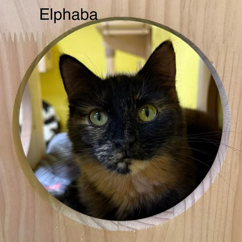 Elphaba thumbnail 2