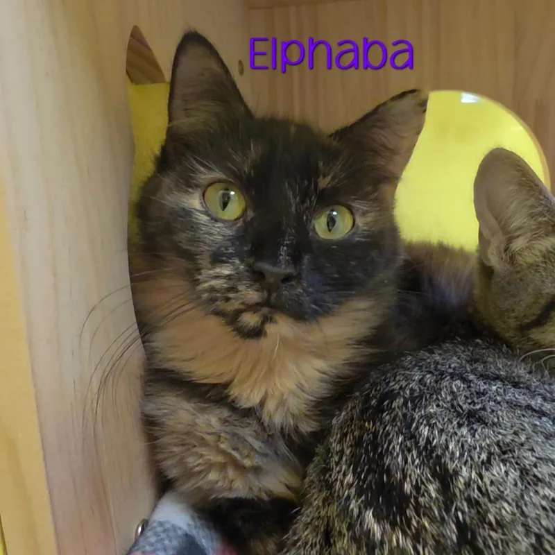 Elphaba thumbnail 5