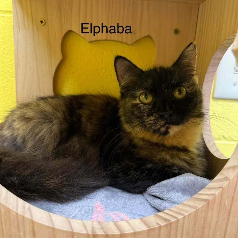 Elphaba thumbnail 6