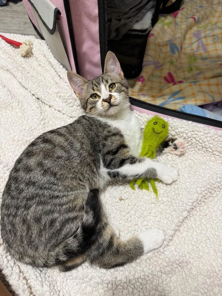 A baby medium-sized male Tabby cat named Cobee for adoption in San Antonio, TX
