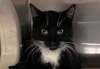 A young small-sized female Domestic Short Hair cat named Linda Bluegrass for adoption in Olathe, KS