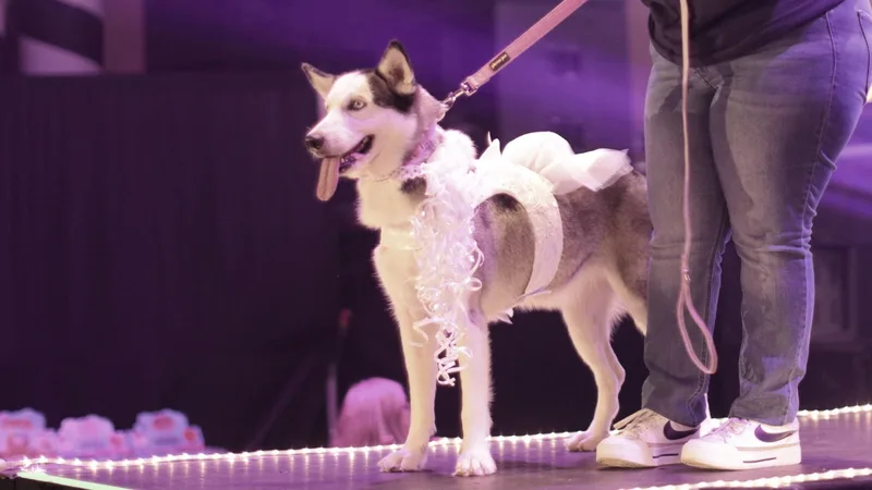 A young large-sized female White / Cream Siberian Husky dog named Lolly for adoption in MISSION, TX