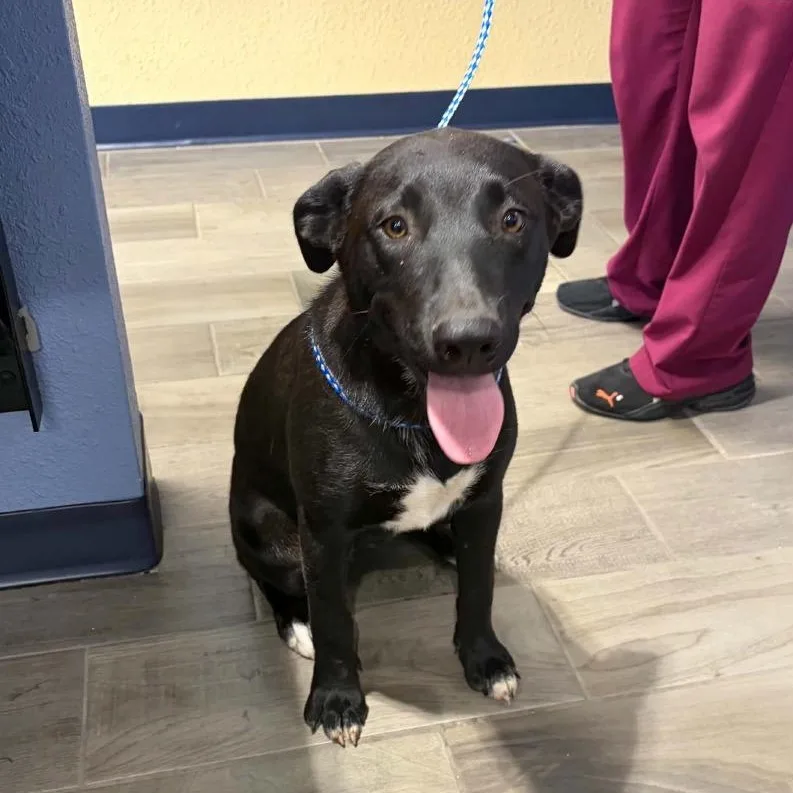 A young medium-sized female Black Labrador Retriever dog named Angel for adoption in Nevada, MO