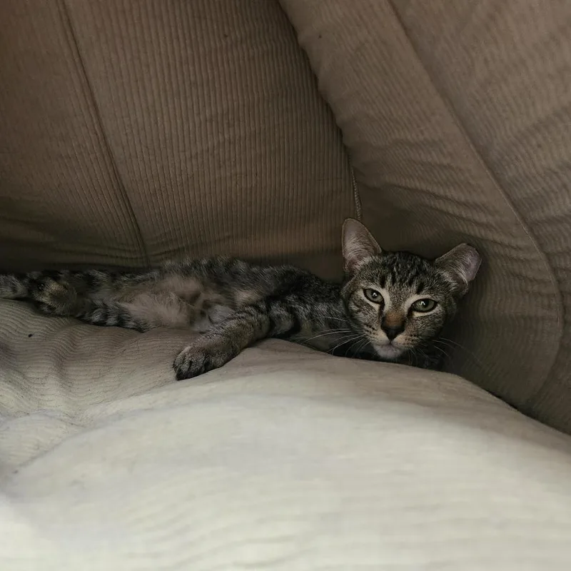 A baby small-sized male Brown / Chocolate Domestic Short Hair cat named Chicken Nugget for adoption in Brockton, MA