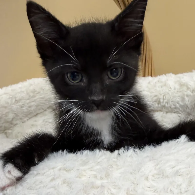 A young medium-sized female Black & White / Tuxedo Domestic Short Hair cat named Toffee for adoption in Park Rapids, MN