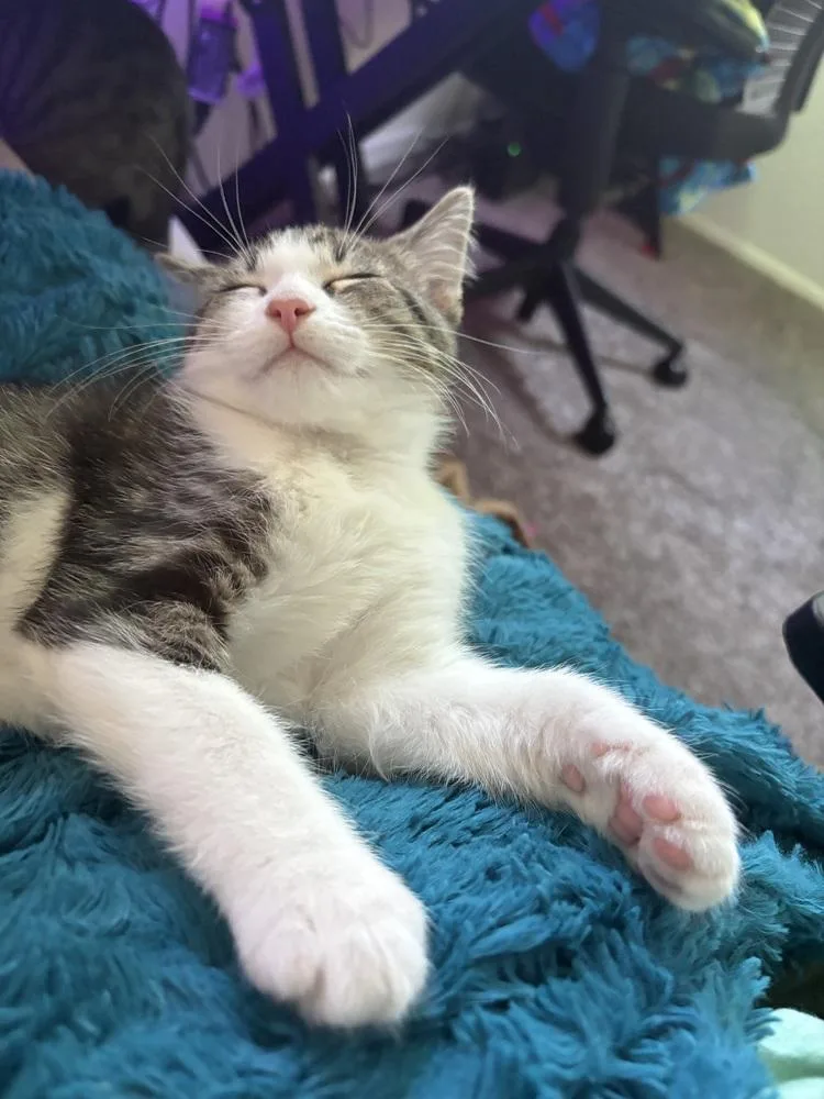 A baby small-sized male Domestic Short Hair cat named Pinto for adoption in Mishawaka, IN