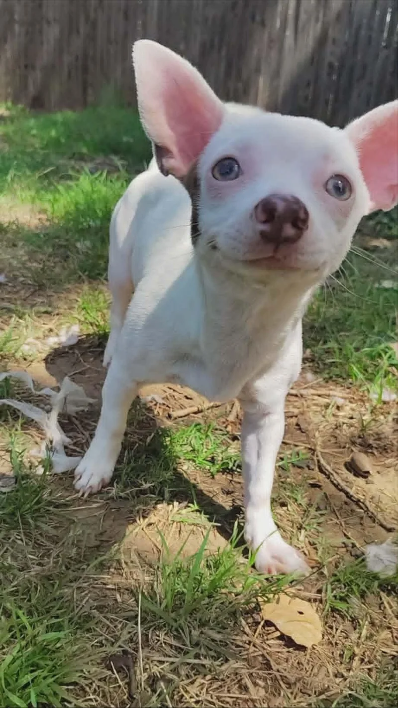 A young small-sized female White / Cream Chihuahua dog named Esmerelda for adoption in Oklahoma City, OK