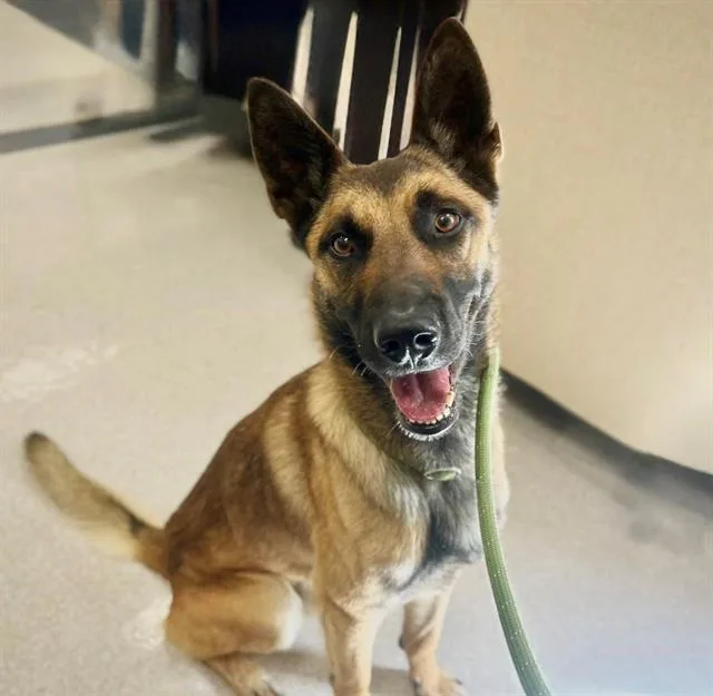 An adult large-sized male German Shepherd Dog dog named Buck for adoption in Santa Rosa, CA