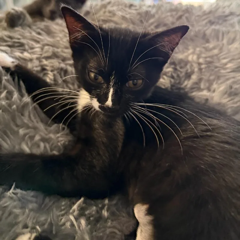 A baby small-sized female Black Domestic Short Hair cat named Nala for adoption in Garden Grove, CA