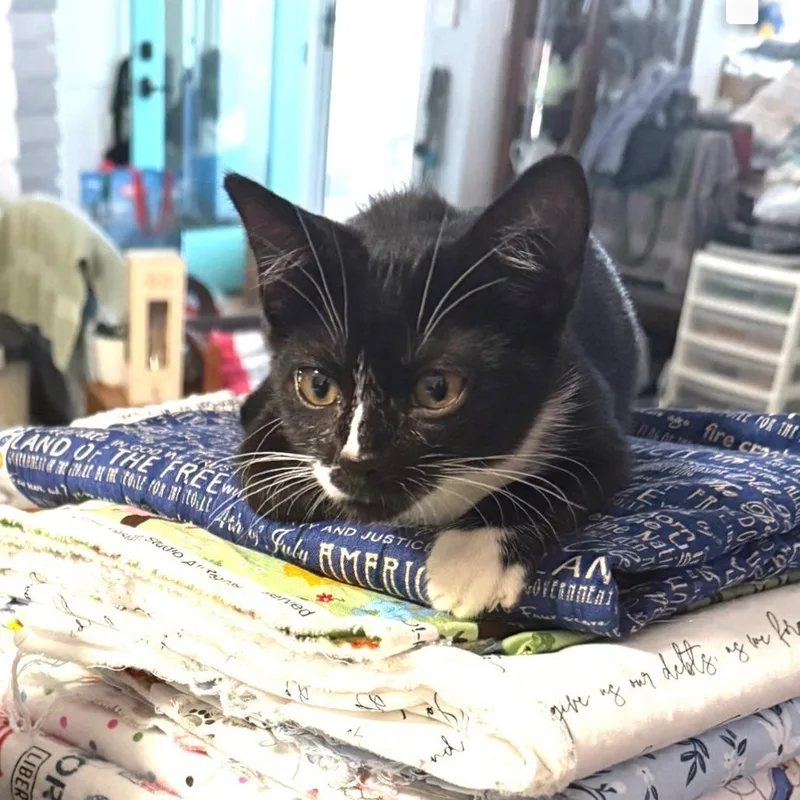 Nala thumbnail 2