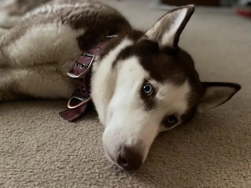 An adult medium-sized female Siberian Husky dog named Blue Eyed Skye for adoption in Cuyahoga Falls, OH